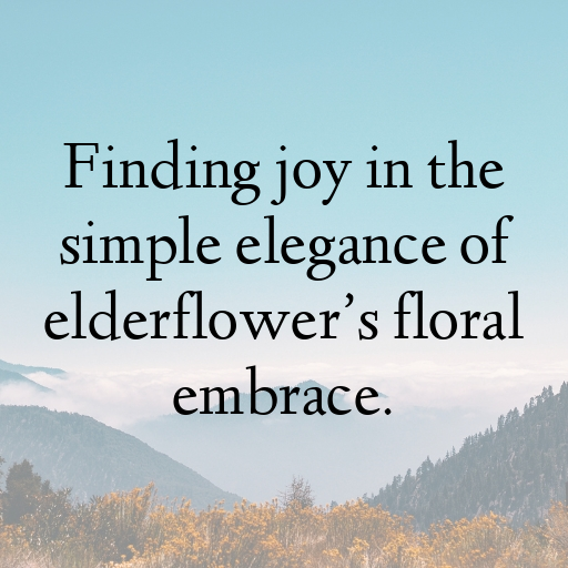 154+ Elderflower Captions For Instagram In 2025 6 Elderflower Captions Image For Instagram In 2025-fcCyG1