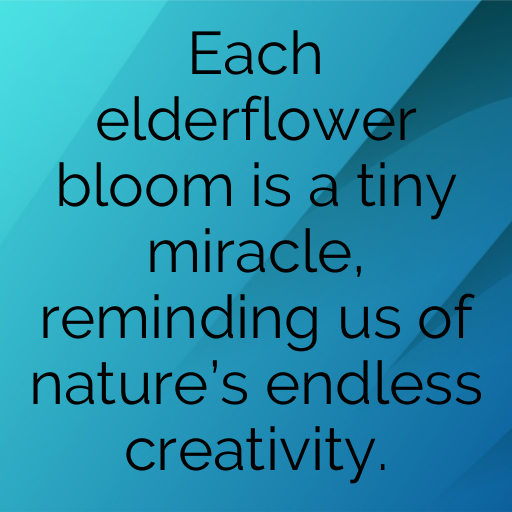 154+ Elderflower Captions For Instagram In 2025 3 Elderflower Captions Image For Instagram In 2025-oVpitn