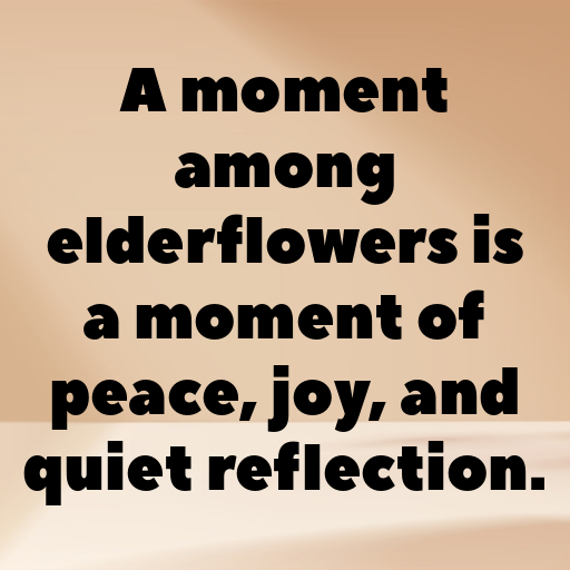 154+ Elderflower Captions For Instagram In 2025 5 Elderflower Captions Photo For Instagram In 2025-56B9Vq