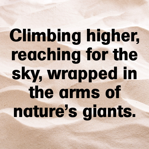 Forest Canopy Captions Photo for Instagram In 2025-PVPmEN