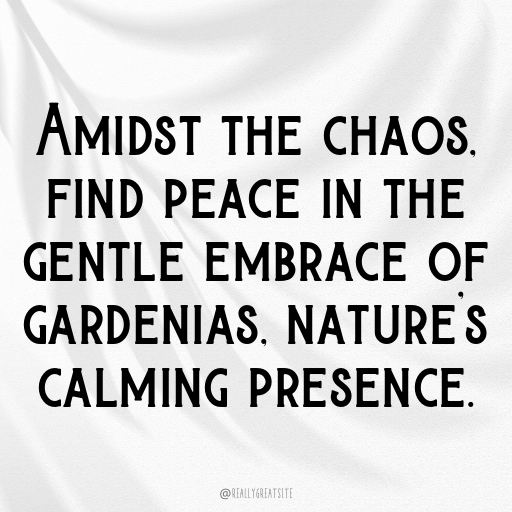 179+ Gardenia Captions For Instagram In 2025 7 Gardenia Captions Image For Instagram In 2025-zFiXFG
