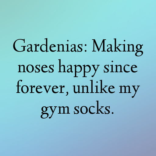 179+ Gardenia Captions For Instagram In 2025 4 Gardenia Captions Photo For Instagram In 2025-mm0BWF