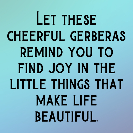 Gerbera Captions Image For Instagram In [2025]-N58kq5