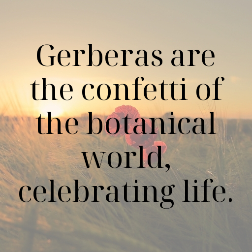 Gerbera Captions Image For Instagram In [2025]-vAE7v1