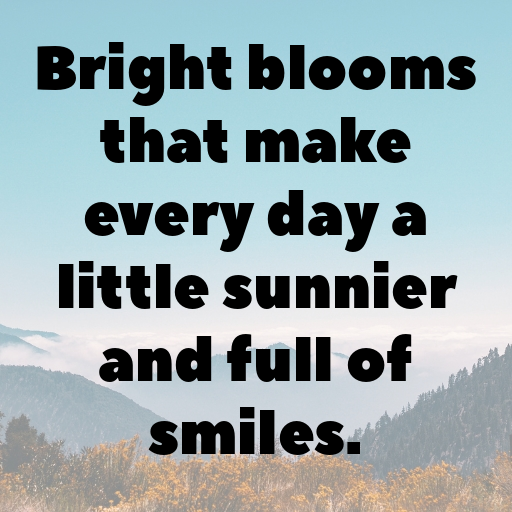 Gerbera Captions Photo For Instagram In [2025]-M0iCi6