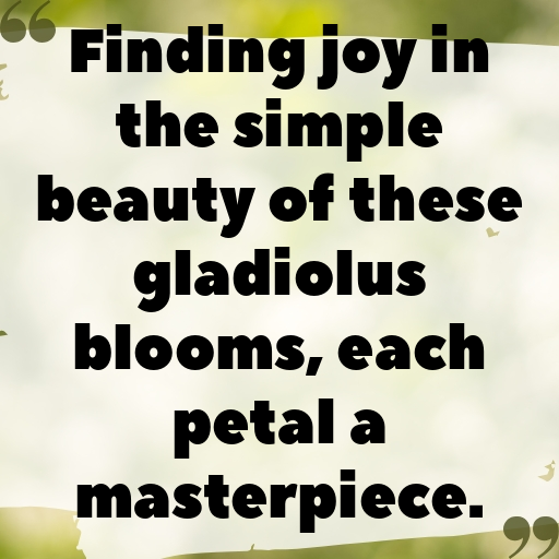 Gladiolus Captions Image For Instagram In 2025-FKhjlI