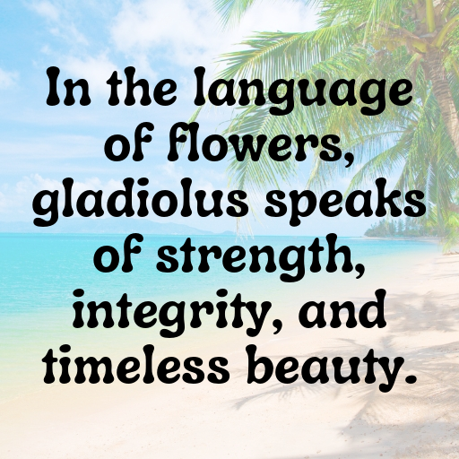 Gladiolus Captions Image For Instagram In 2025-on6ka5