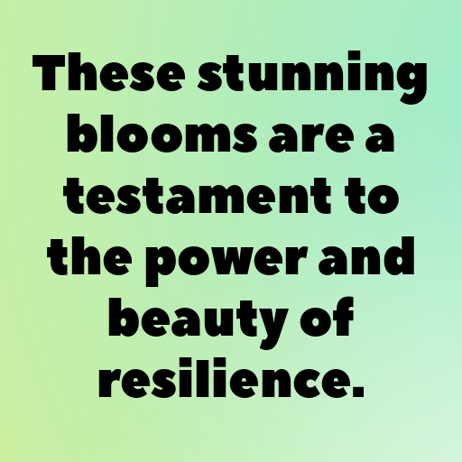 Gladiolus Captions Photo For Instagram In 2025-2SuKkW