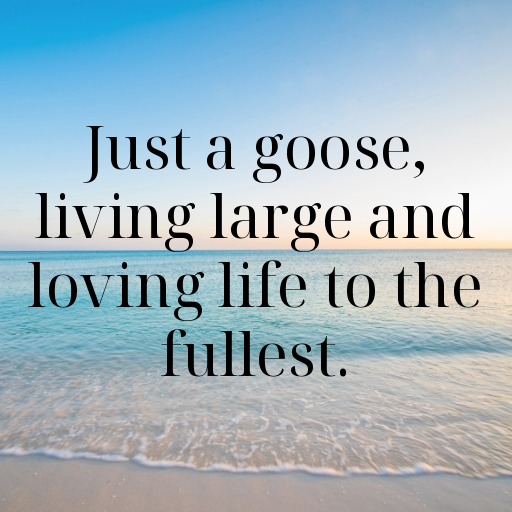 170+ Goose Captions For Instagram In 2025 6 Goose Captions Photo For Instagram In 2025-yTyhd1
