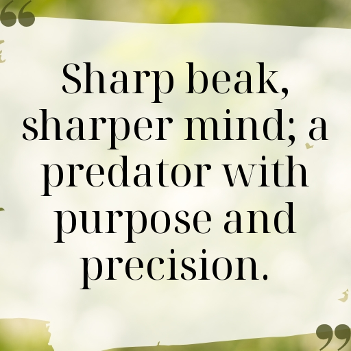 152+ Hawk Captions For Instagram In (2025) 8 Hawk Captions Photo For Instagram In (2025)-p2aXQu