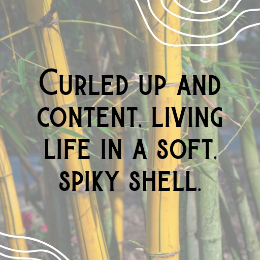 Hedgehog Captions Photo For Instagram In 2025-IuFnRe