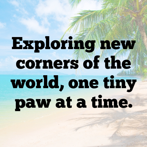 Hedgehog Captions Photo For Instagram In 2025-yzZkQP