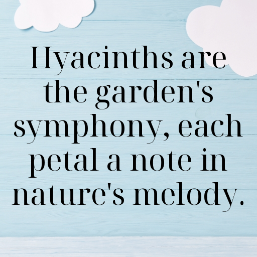 Hyacinth Captions Image For Instagram In [2025]-TBCJDX