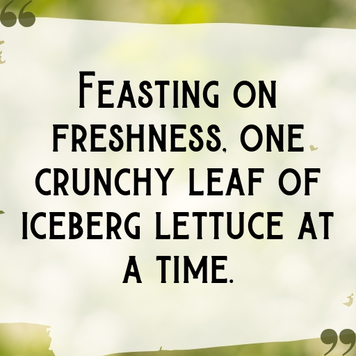 Iceberg Lettuce Captions Photo For Instagram In [2025]-X3YznX
