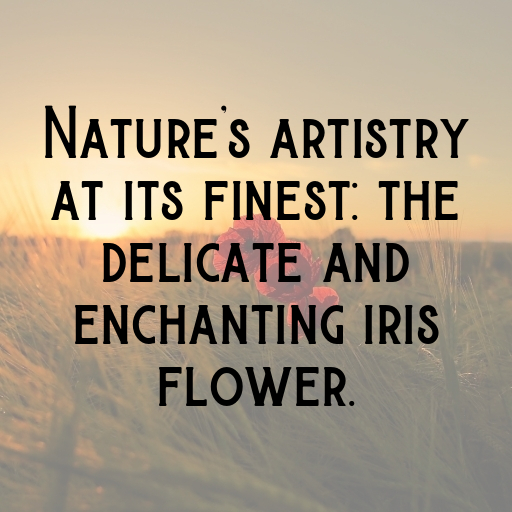 Iris Captions Image For Instagram In [2025]-rO2vg7