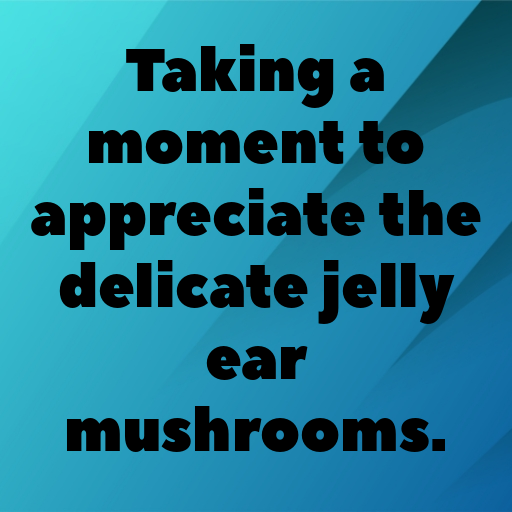 187+ Jelly Ear Mushroom Captions For Instagram In (2025) 5 Jelly Ear Mushroom Captions Image For Instagram In (2025)-4N0TUt