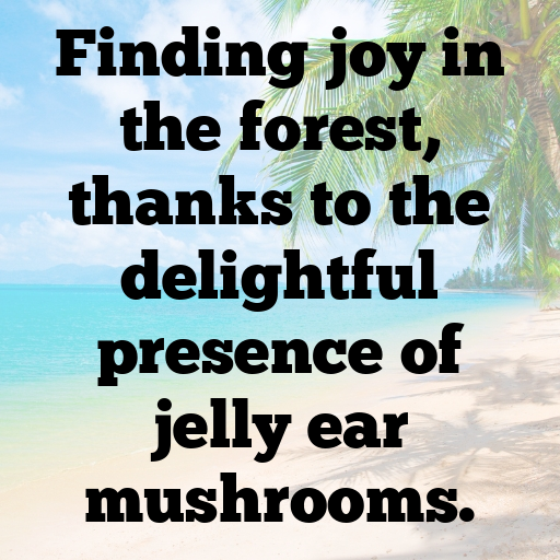 187+ Jelly Ear Mushroom Captions For Instagram In (2025) 3 Jelly Ear Mushroom Captions Image For Instagram In (2025)-aP9T9C