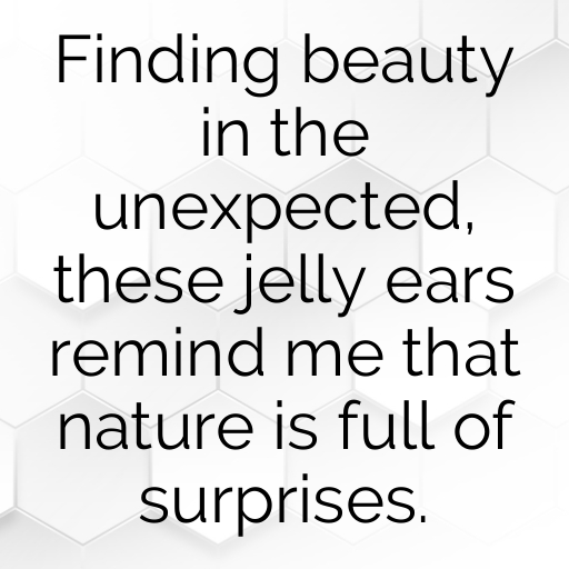 187+ Jelly Ear Mushroom Captions For Instagram In (2025) 7 Jelly Ear Mushroom Captions Image For Instagram In (2025)-pgqoRR