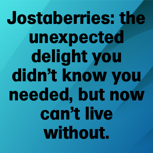 161+ Jostaberry Captions For Instagram In 2025 7 Jostaberry Captions Image For Instagram In 2025-aku8Xo