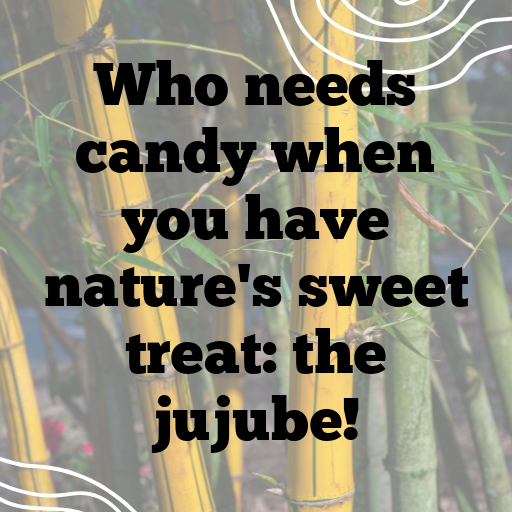 Jujube Captions Photo For Instagram In (2025)-WaId40