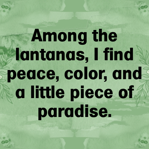 Lantana Captions Photo For Instagram In (2025)-oq0sd5