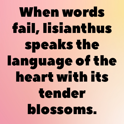 Lisianthus Captions Photo For Instagram In (2025)-1upQ5L