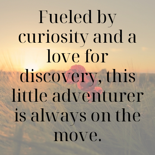 Little Adventurer Boy Captions Image for Instagram In [2025]-6OGoOL