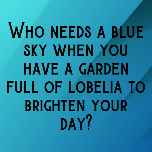 Lobelia Captions Image For Instagram In (2025)-aVXmyQ