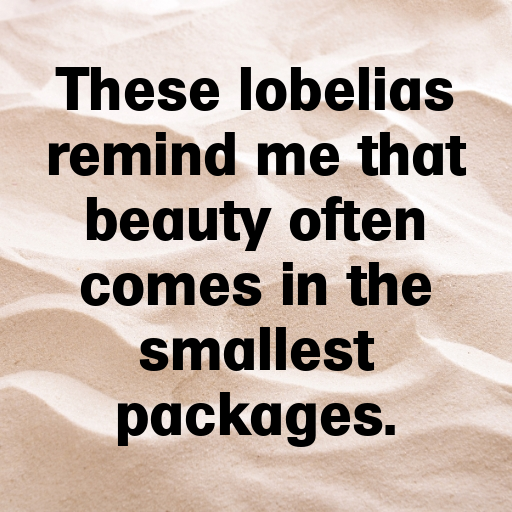 Lobelia Captions Image For Instagram In (2025)-Jlbkjc