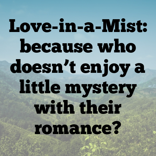 155+ Love-in-a-Mist Captions For Instagram In 2025 4 Love-in-a-Mist Captions Image For Instagram In 2025-JbOvHY