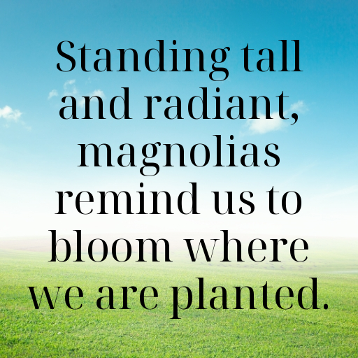 180+ Magnolia Captions For Instagram In 2025 10 Magnolia Captions Image For Instagram In 2025-k7vjIE