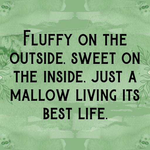 162+ Mallow Captions For Instagram In 2025 6 Mallow Captions Image For Instagram In 2025-JdAgEI