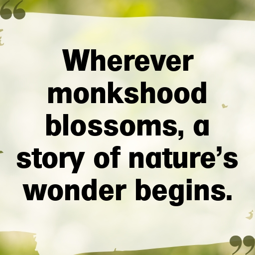 Monkshood Captions Photo For Instagram In [2025]-c7JCmZ