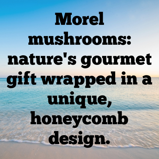 Morel Mushroom Captions Image For Instagram In 2025-r5G8bP