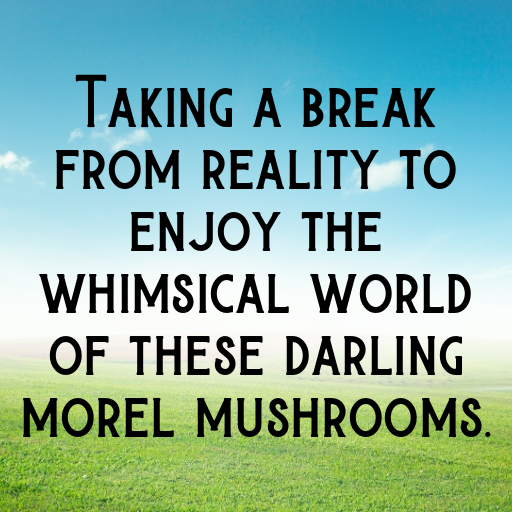 Morel Mushroom Captions Photo For Instagram In 2025-0FeKfE