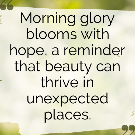 Morning Glory Captions Photo For Instagram In (2025)-0D0adW