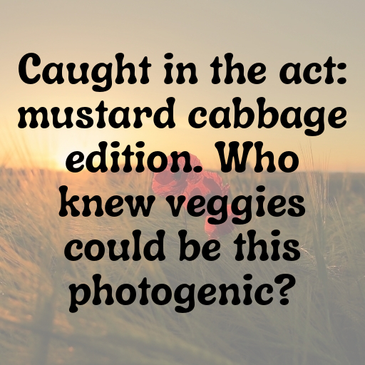 Mustard Cabbage Captions Image For Instagram In [2025]-JmD3qR