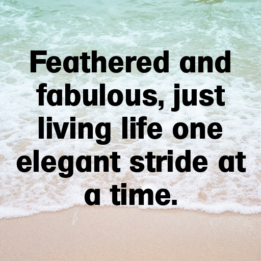 Ostrich Captions Image For Instagram In 2025-V9VOEV