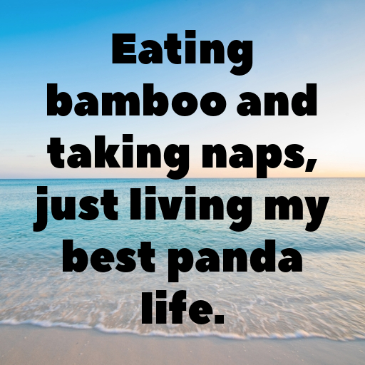 166+ Panda Captions For Instagram In 2025 3 Panda Captions Image For Instagram In 2025-DHBRkv