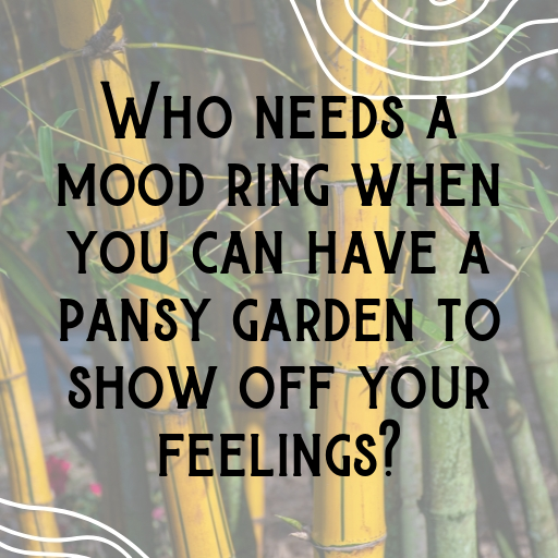 Pansy Captions Image For Instagram In (2025)-iewQ5G