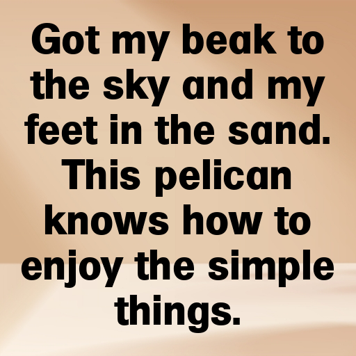 170+ Pelican Captions For Instagram In 2025 7 Pelican Captions Image For Instagram In 2025-ucJtCq