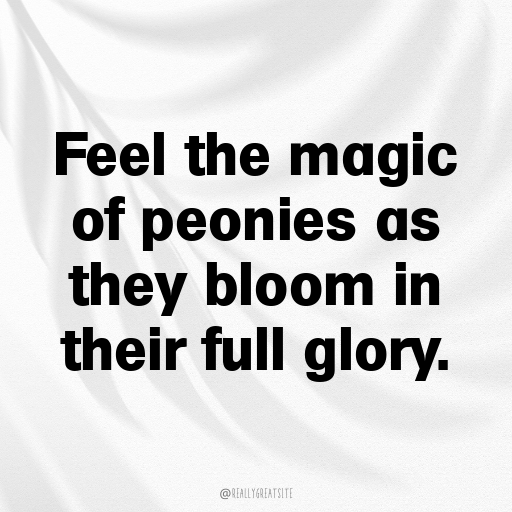 177+ Peony Captions For Instagram In 2025 8 Peony Captions Image For Instagram In 2025-8HOflN