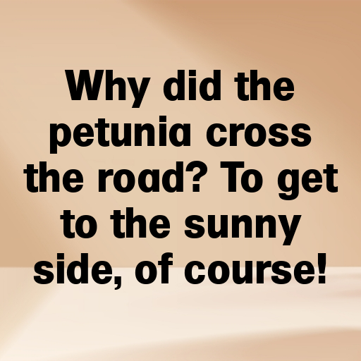 Petunia Captions Photo For Instagram In 2025-7iNlAe