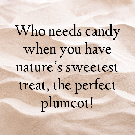 Plumcot Captions Image For Instagram In [2025]-kKQjB6