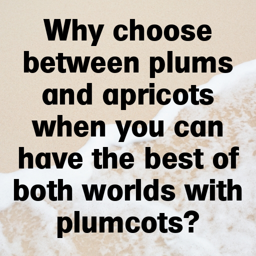 Plumcot Captions Photo For Instagram In [2025]-6p9Uvu