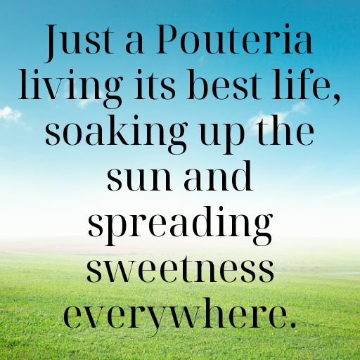 Pouteria Captions Image For Instagram In [2025]-AyfP2z