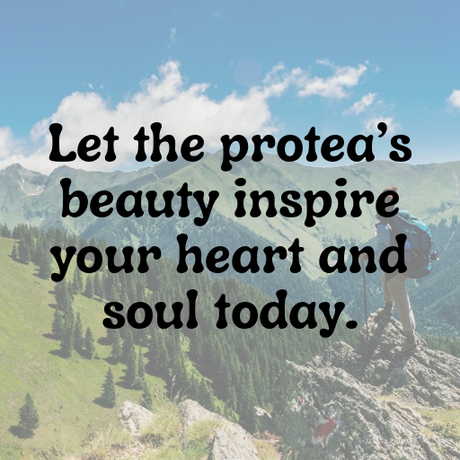 176+ Protea Captions For Instagram In (2025) 5 Protea Captions Image For Instagram In (2025)-Dywku9