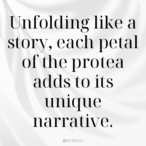 176+ Protea Captions For Instagram In (2025) 10 Protea Captions Image For Instagram In (2025)-skz5J0