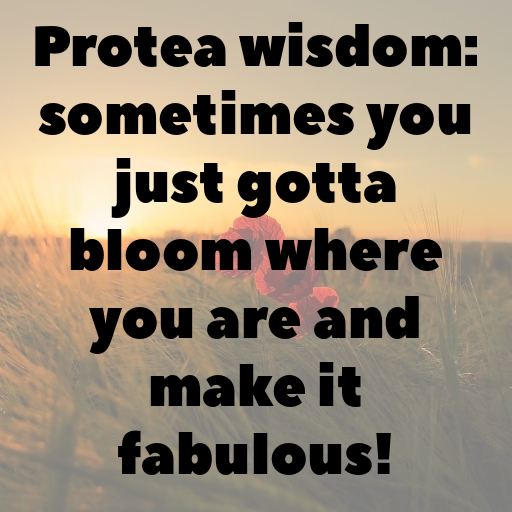 176+ Protea Captions For Instagram In (2025) 4 Protea Captions Image For Instagram In (2025)-VYtp3Z