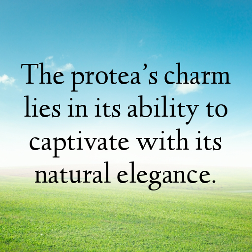 176+ Protea Captions For Instagram In (2025) 3 Protea Captions Image For Instagram In (2025)-zMIb0v